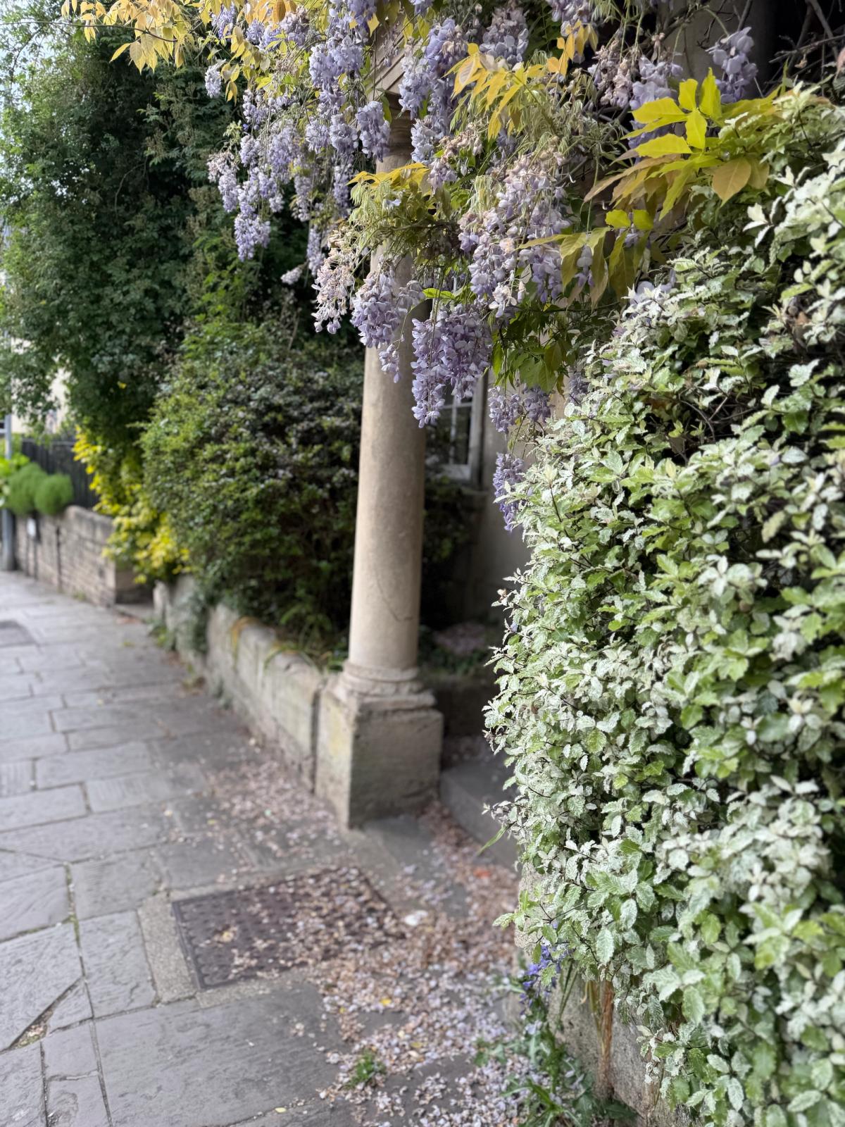 Pocket: Wisteria