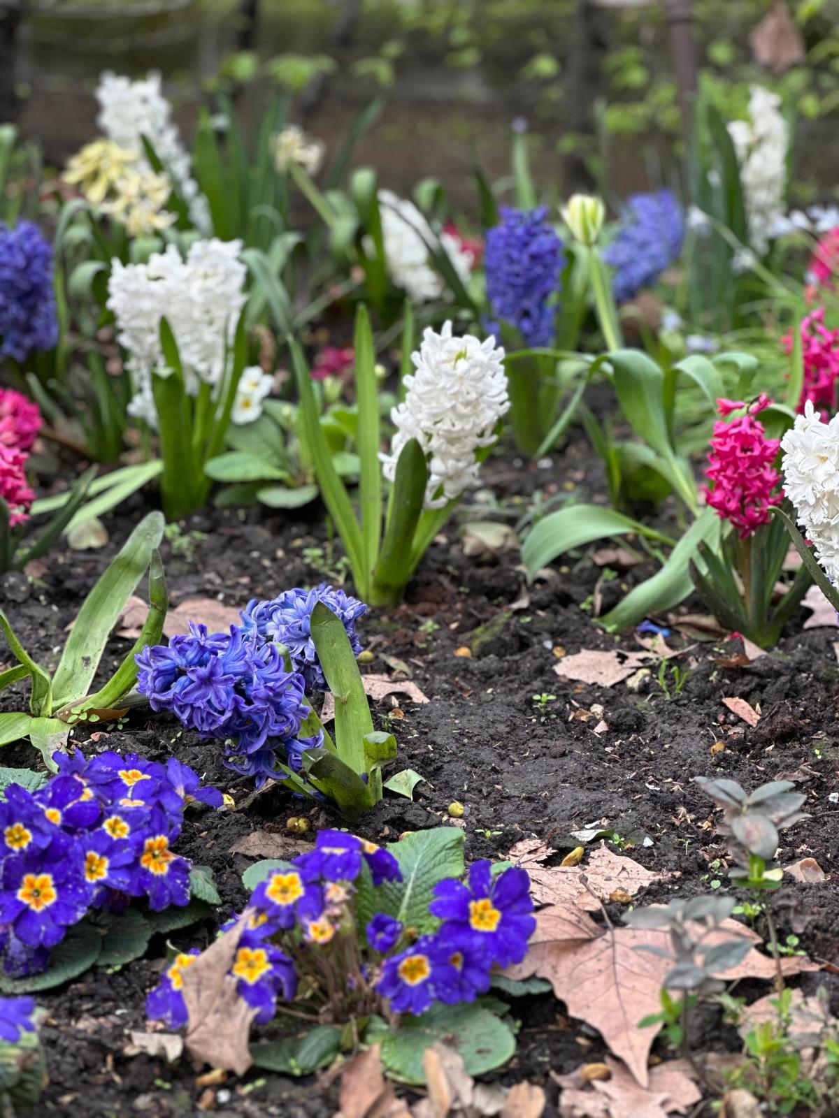 Russell Square in Bloom