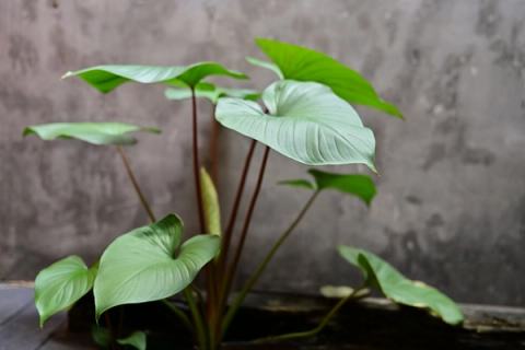 Close-up of a lush green tropical plant with large leaves against a textured wall.