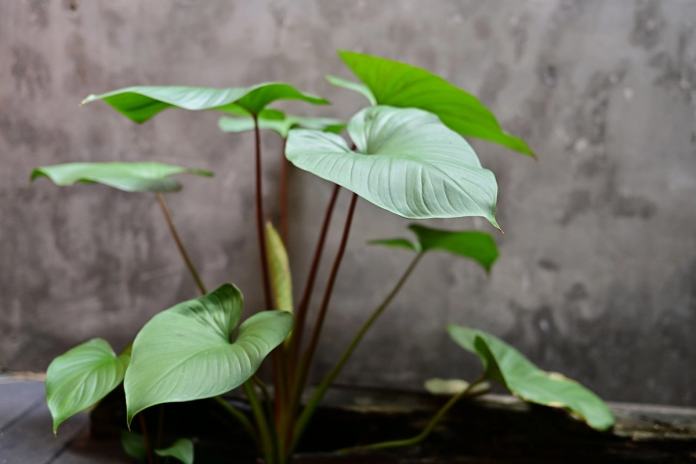 Close-up of a lush green tropical plant with large leaves against a textured wall.