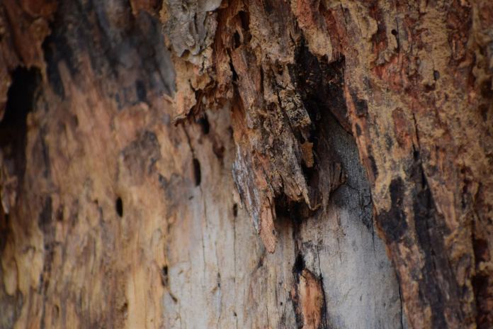 wet rot