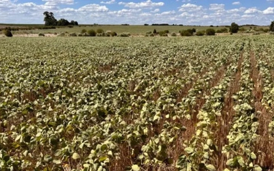 Sequía en Reconquista: productores pierden 40% de rindes en soja y maíz