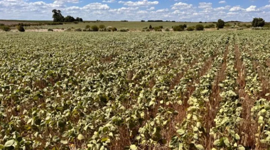 Sequía en Reconquista: productores pierden 40% de rindes en soja y maíz
