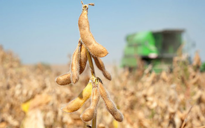 La soja supera los US$450 dólares en los mercados internacionales 