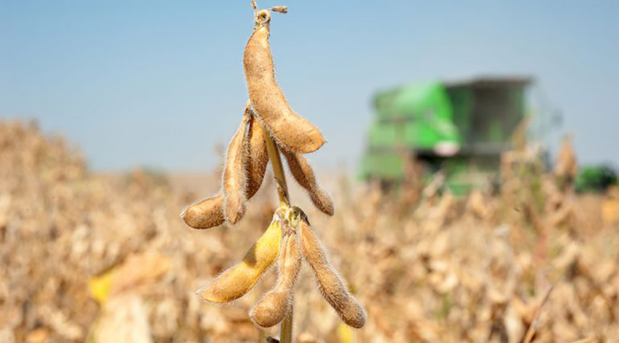 La soja supera los US$450 dólares en los mercados internacionales 