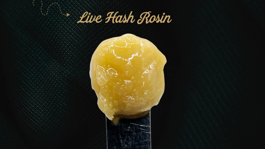 Live Hash Rosin