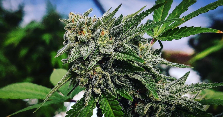 Cultivation