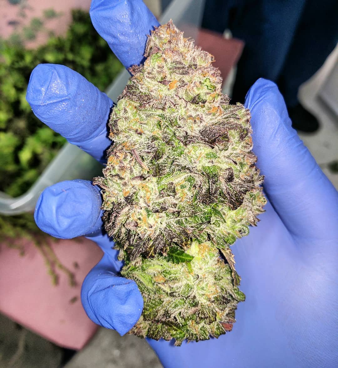 Apothecary Farms cultivation