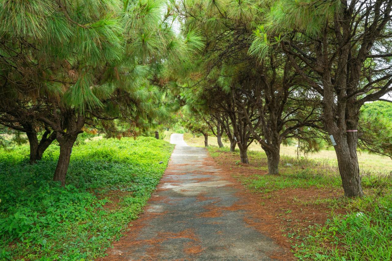 Green walkway covered by trees Arillo, Nasugbu, Batangas