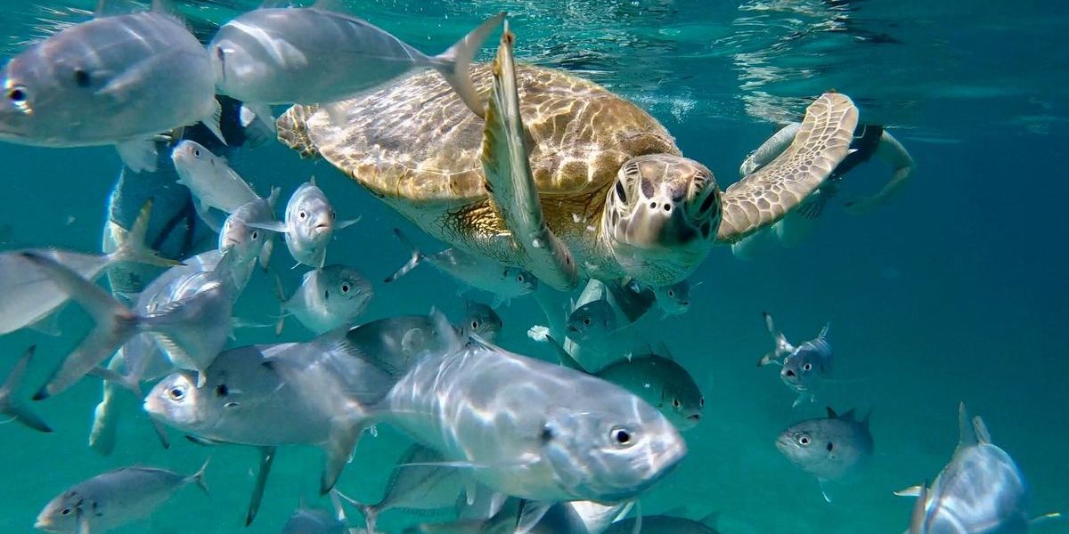 Hawksbill Sea Turtles