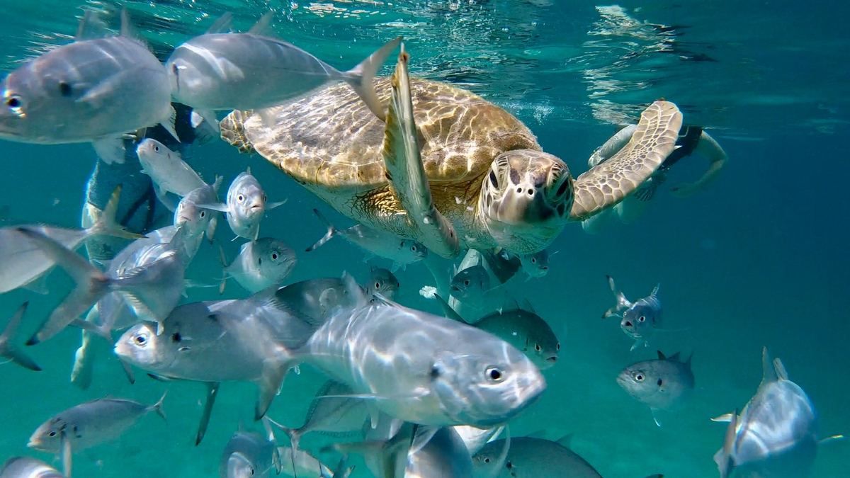 Hawksbill Sea Turtles