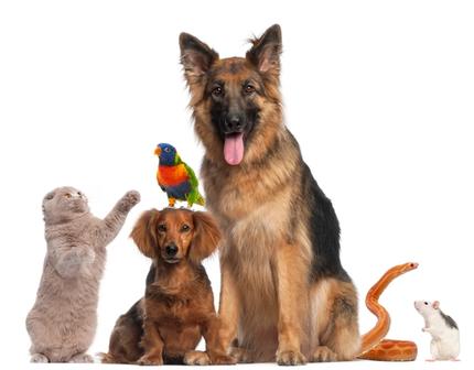 Huisdierenzorg: huisbezoek voor uw dier.