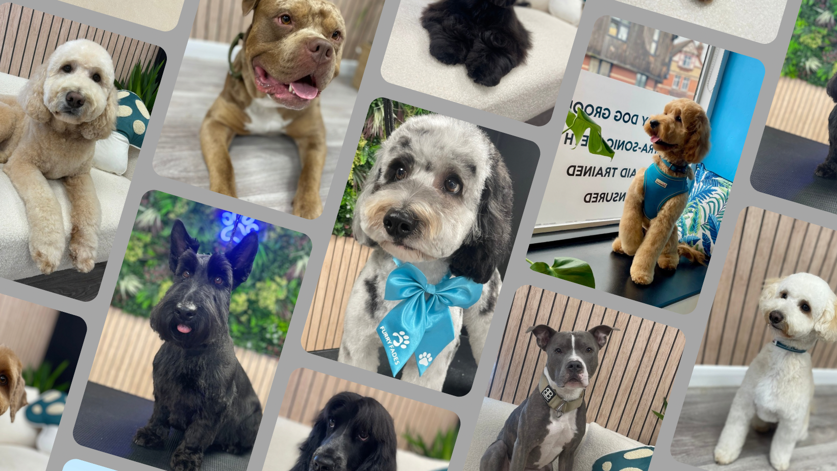 Award-Winning Luxury Dog Grooming Services in Worcester