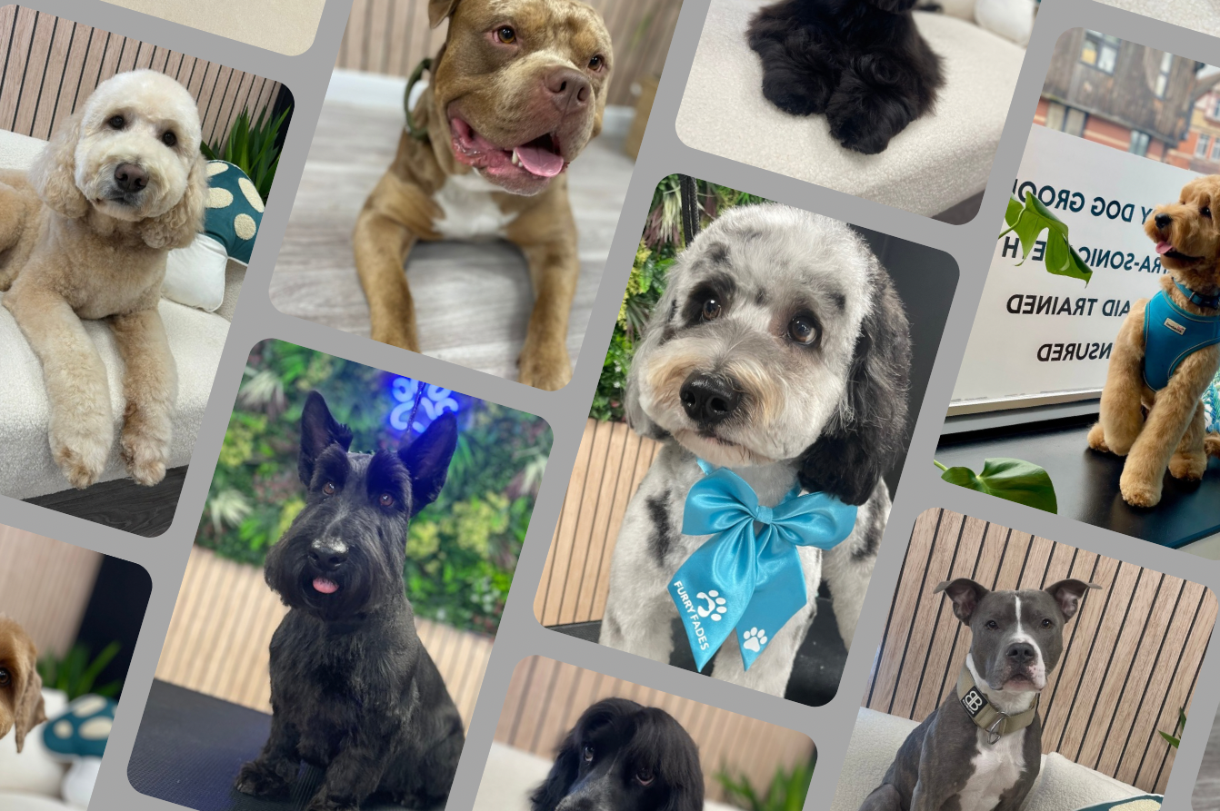 Award-Winning Luxury Dog Grooming Services in Worcester