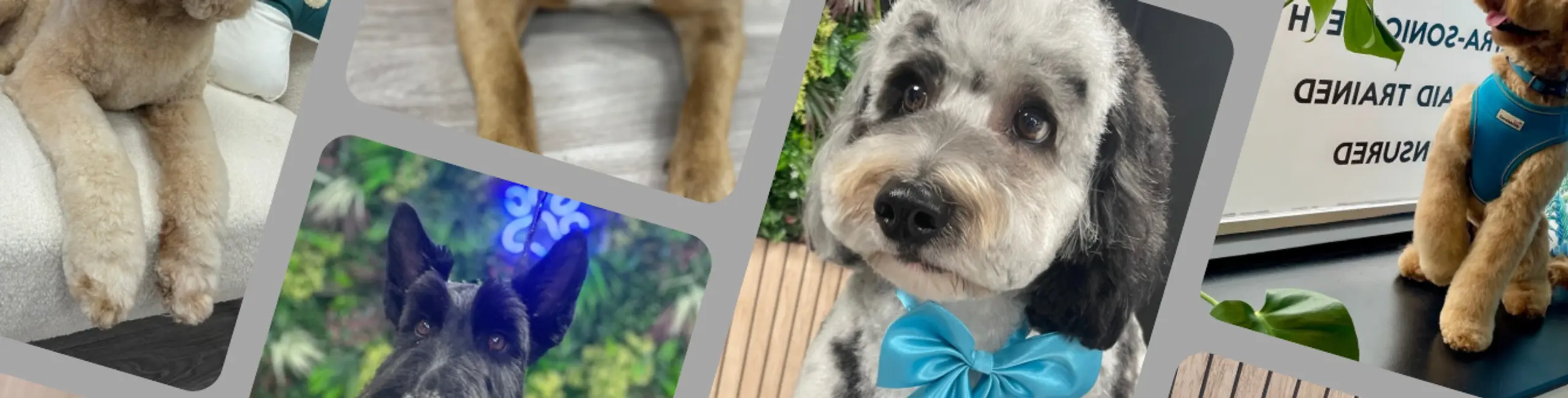 Award-Winning Luxury Dog Grooming Services in Worcester