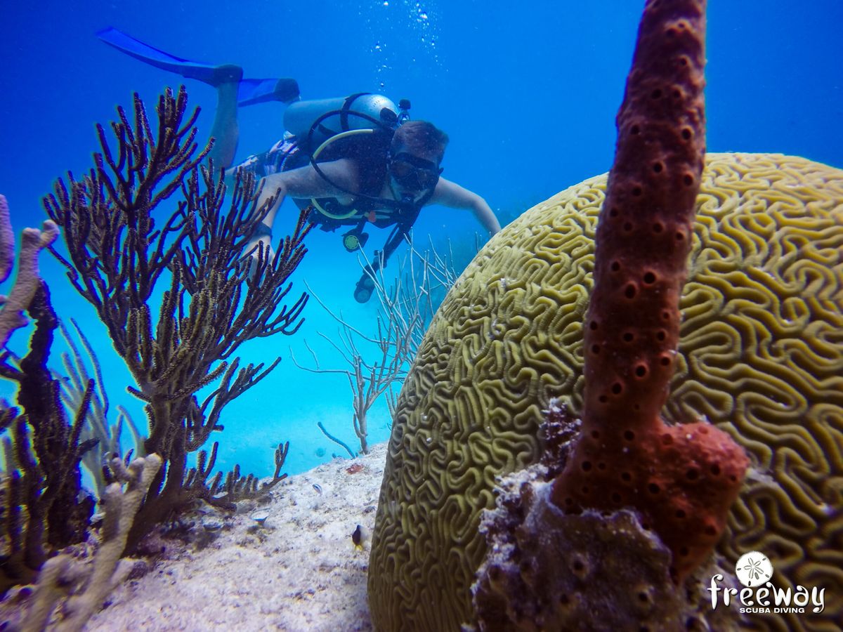 Combo Cenote + Arrecife