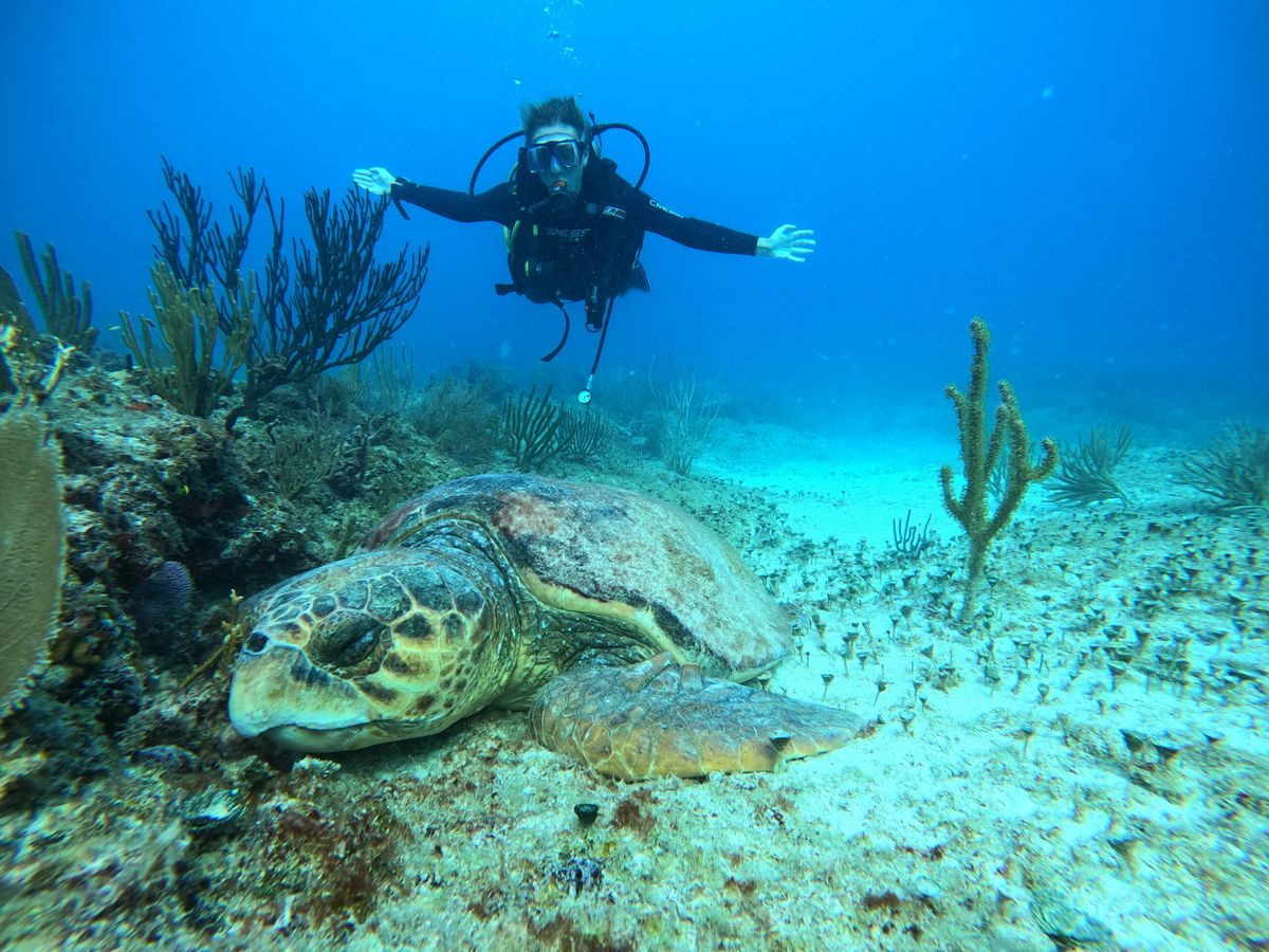 Discover Scuba Diving