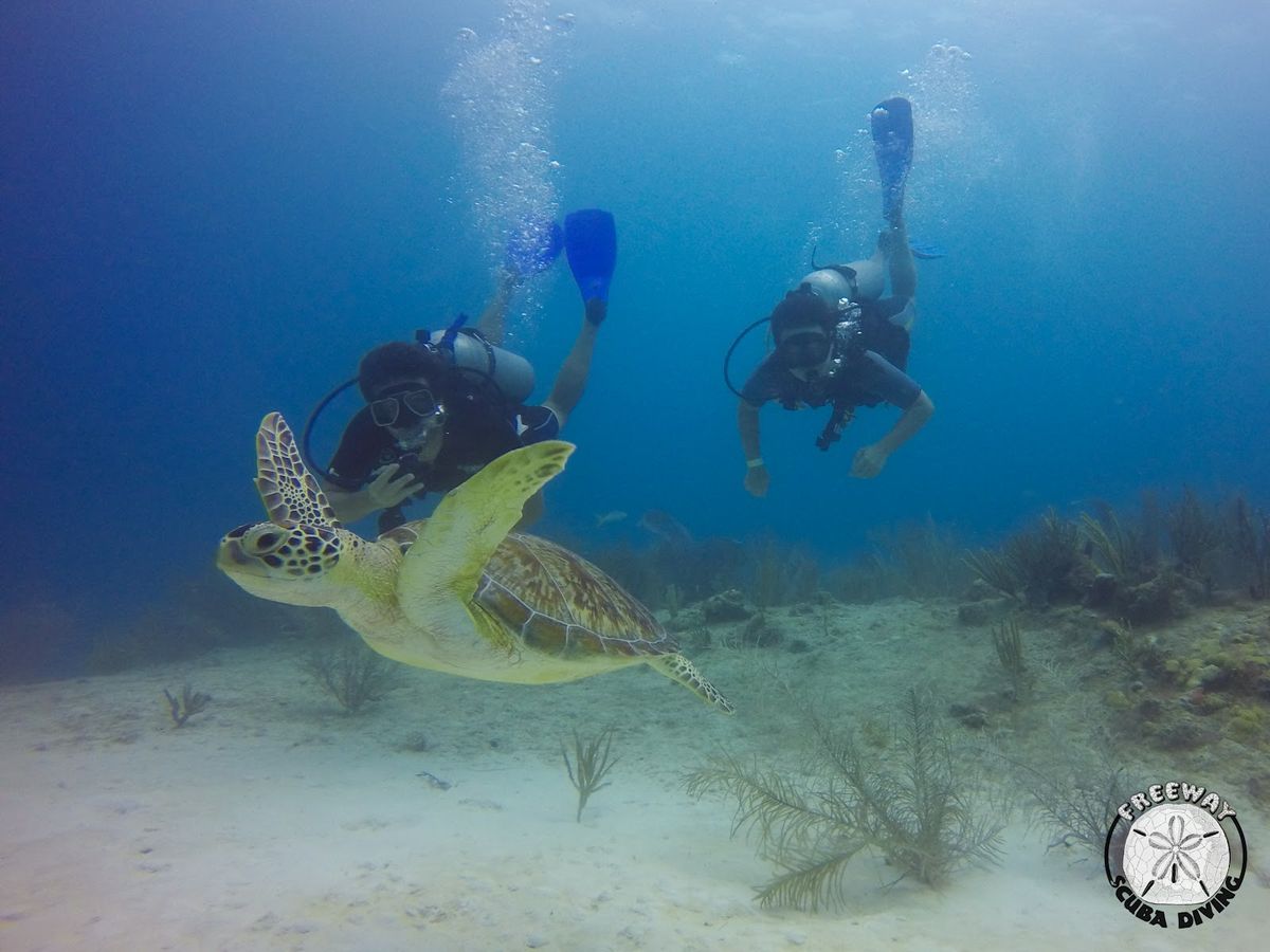 Buceo en el Arrecife de Tulum — 2 Inmersiones