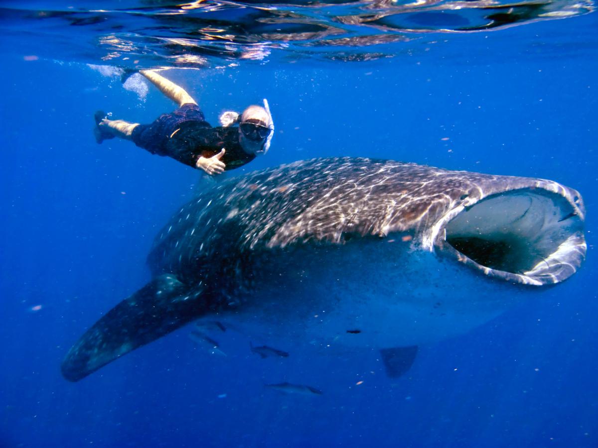 Tour de Snorkel con Tiburón Ballena