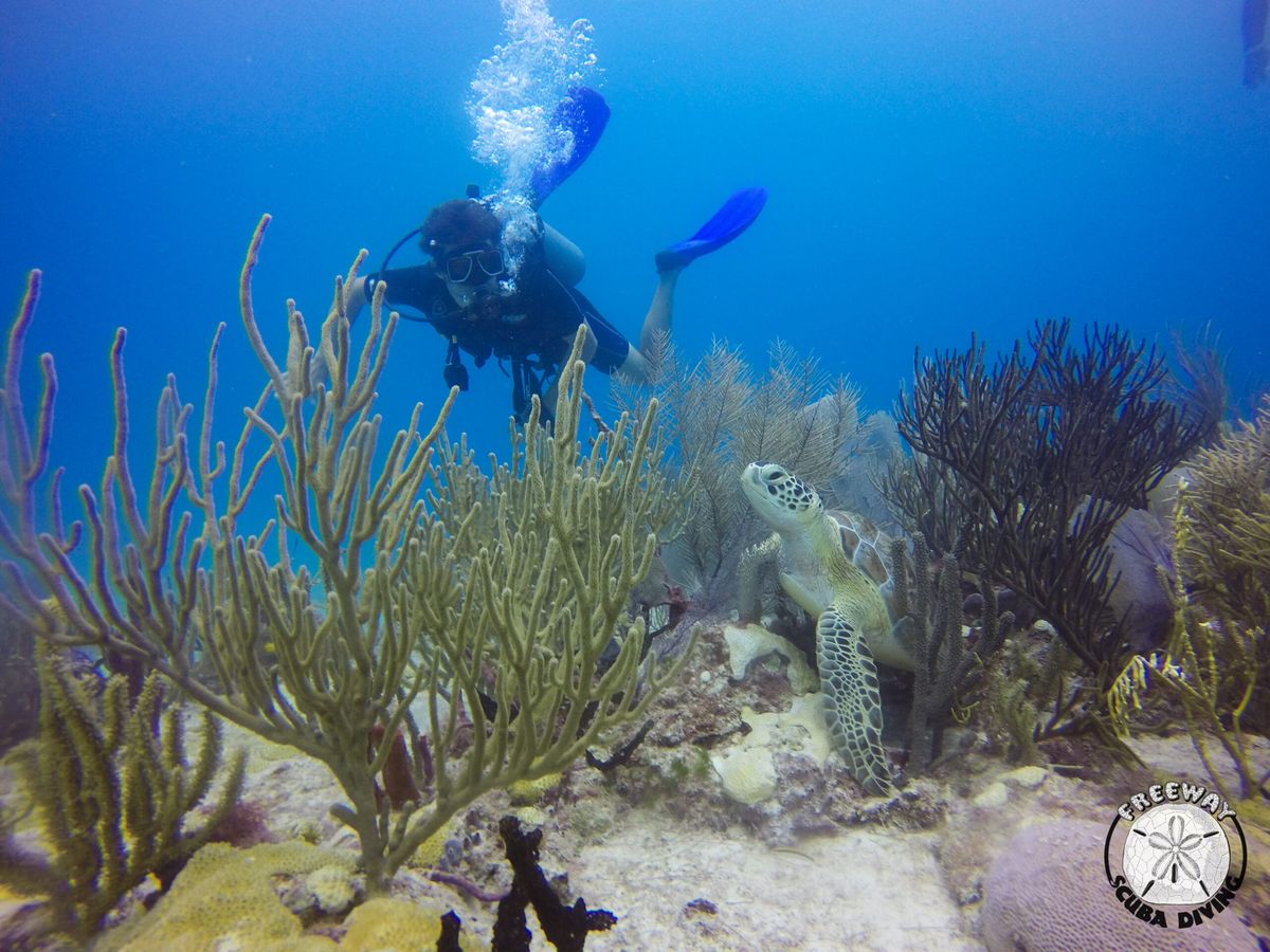 PADI Open Water Diver + 3 Noches