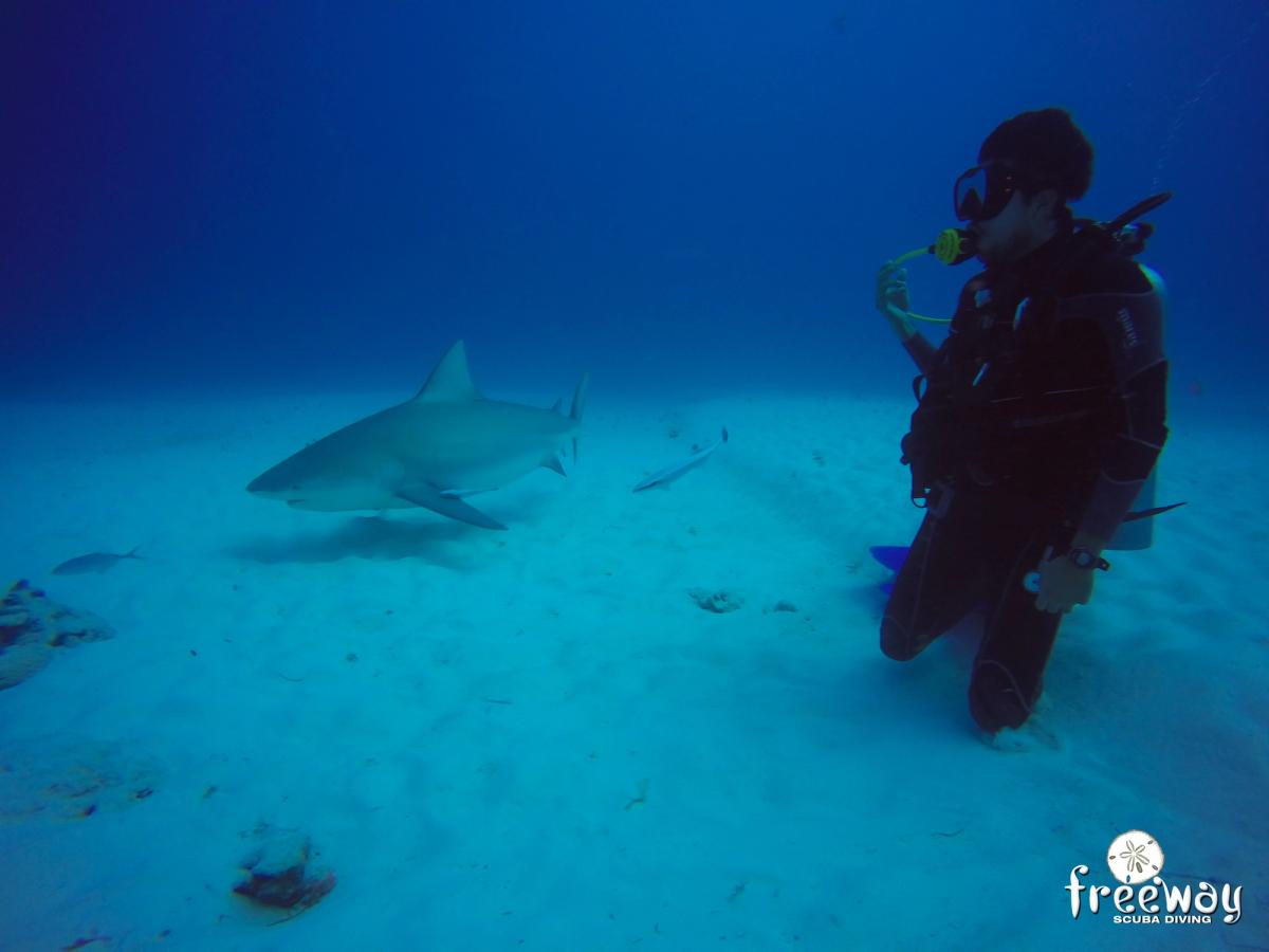 Buceo con Tiburones Toro – Playa del Carmen