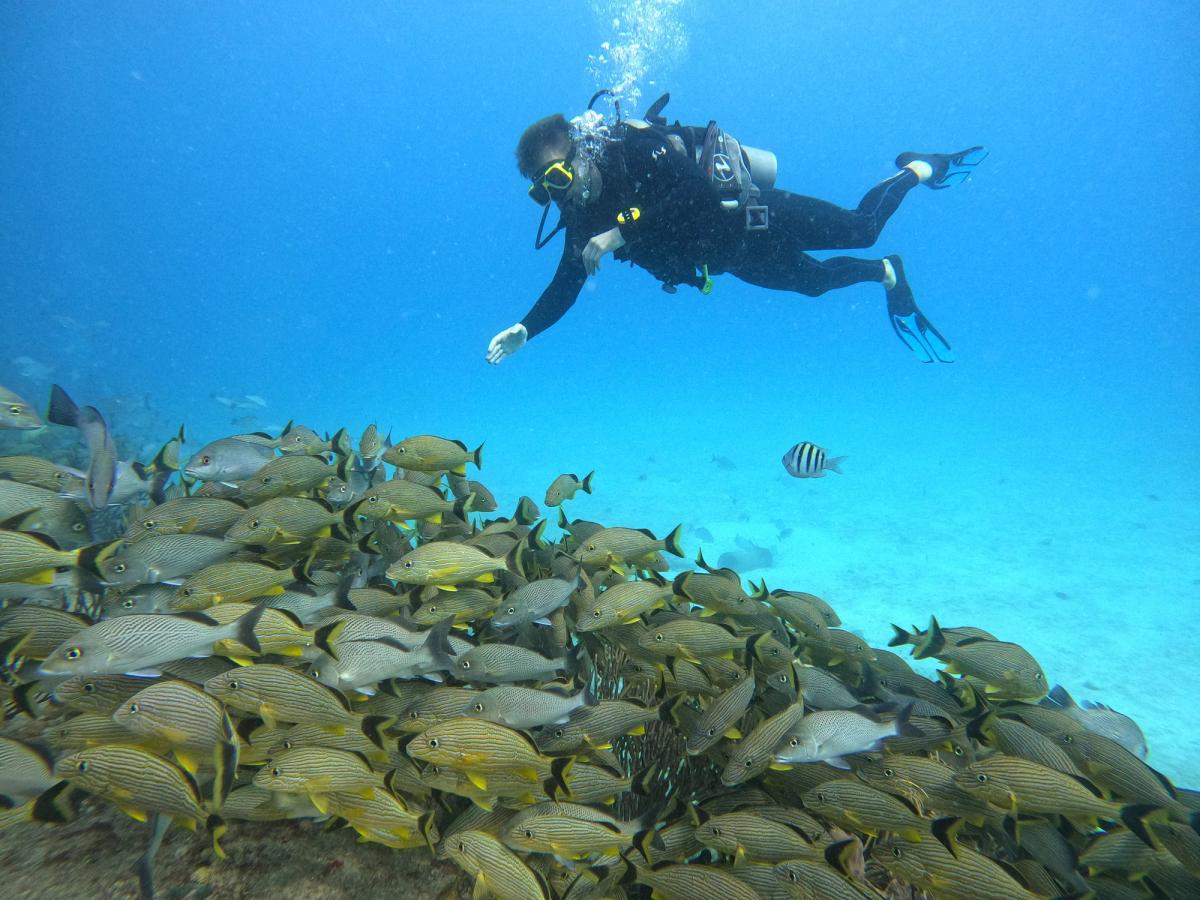 Buceo en el Arrecife de Playa del Carmen — 2 Inmersiones