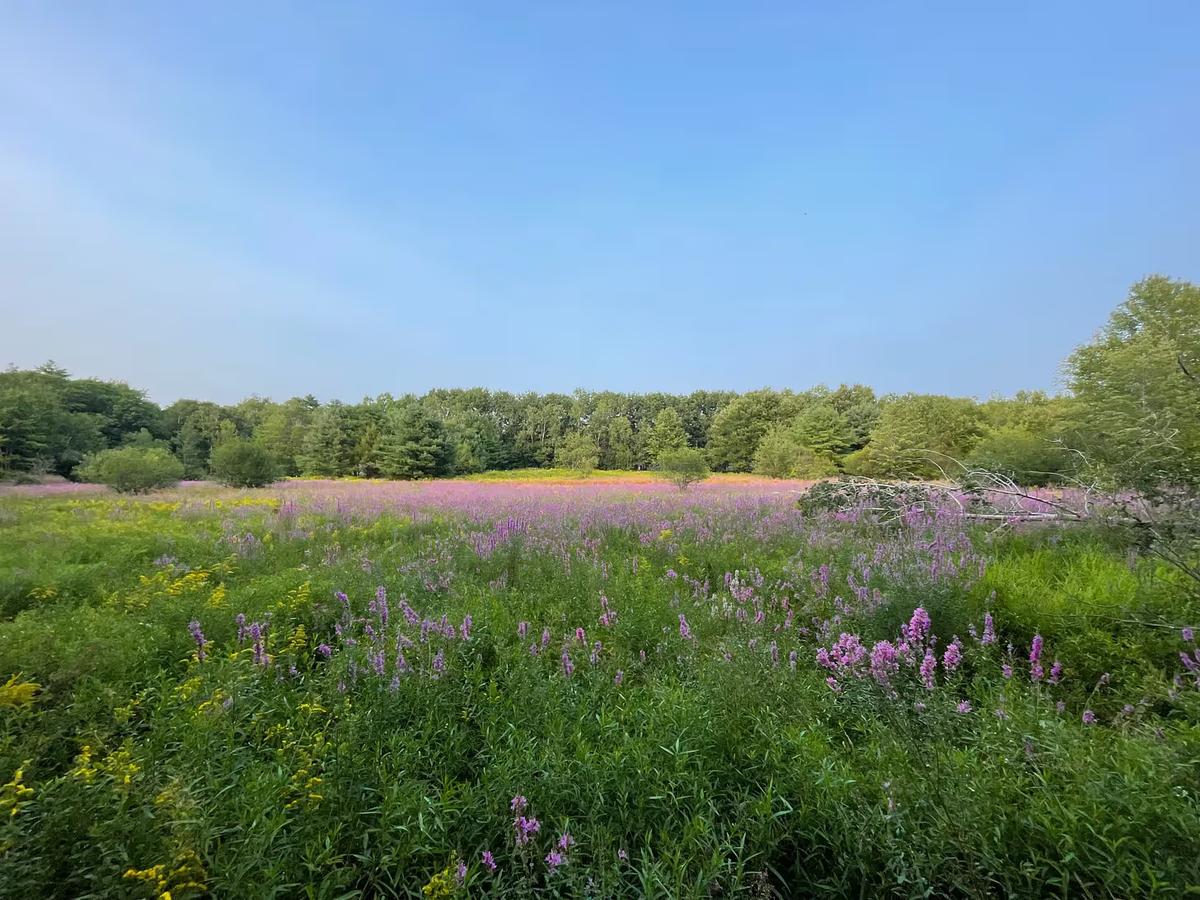 Field of pink fireweed and tall grass at the edge of a forest