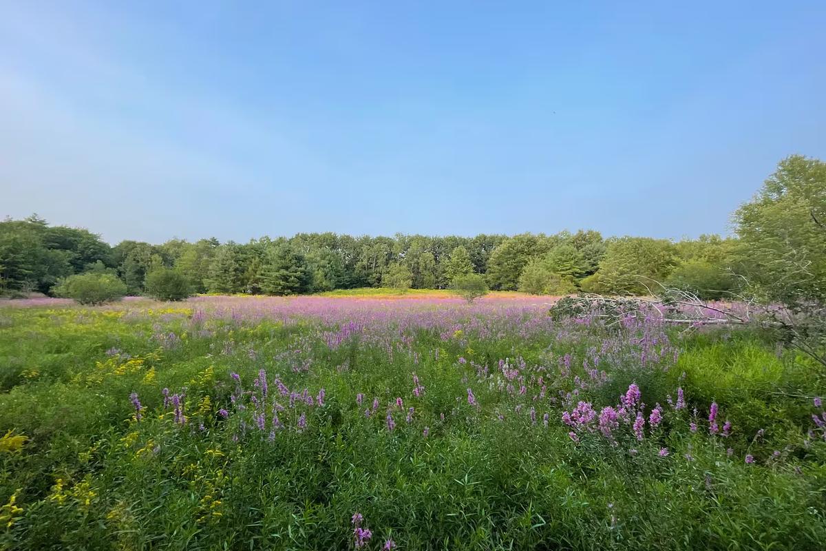 Field of pink fireweed and tall grass at the edge of a forest