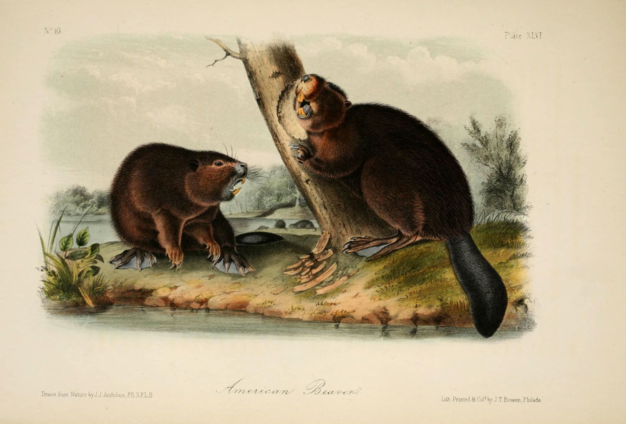 Vintage illustration of two beavers beside a gnawed tree