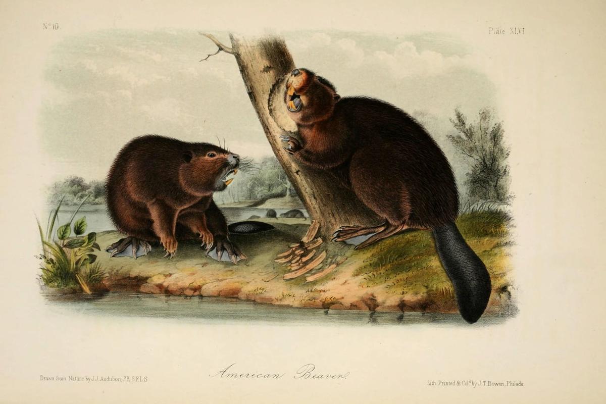 Vintage illustration of two beavers beside a gnawed tree
