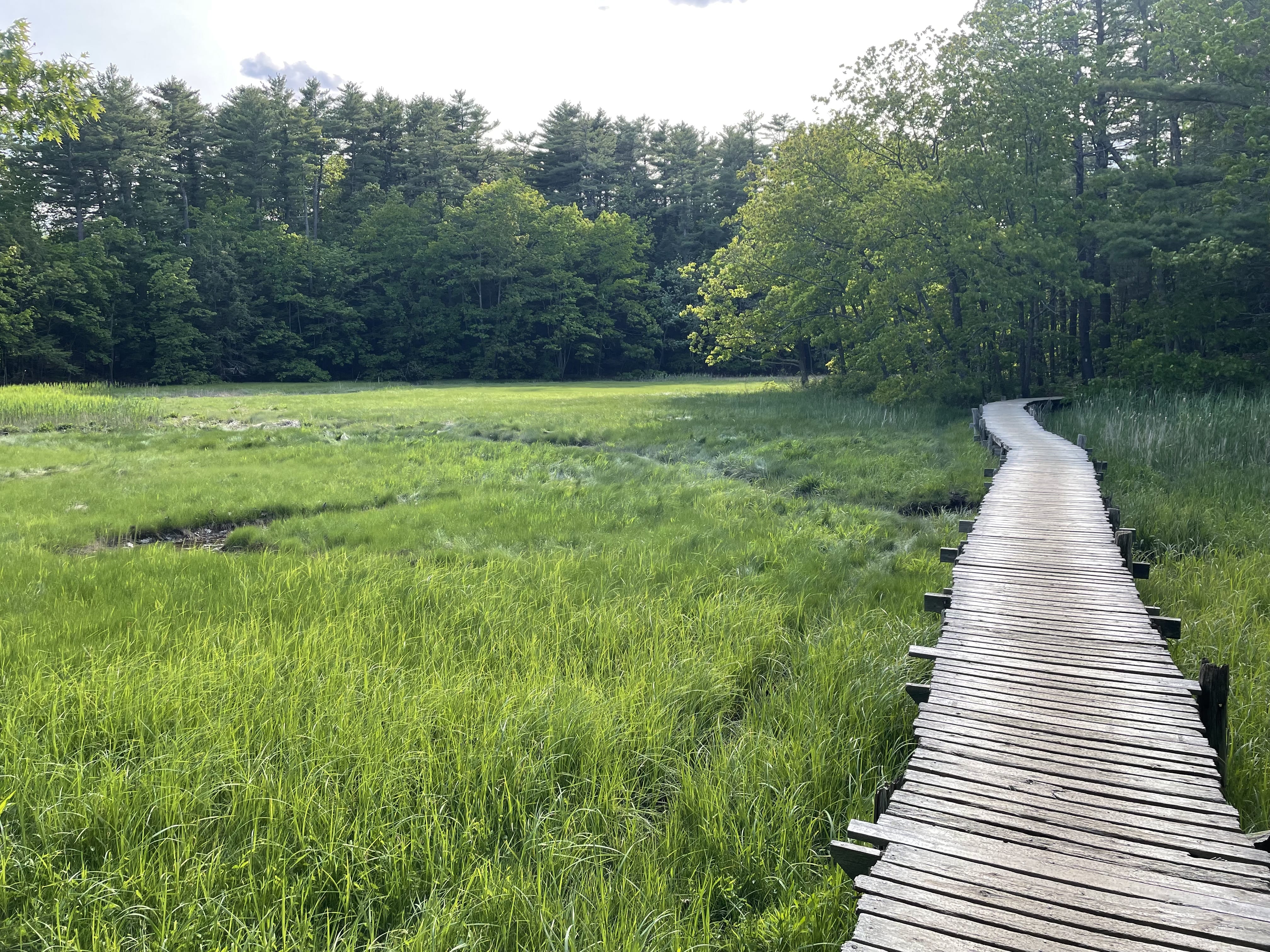Wooden boardwalk winding through a green salt marsh toward the forest