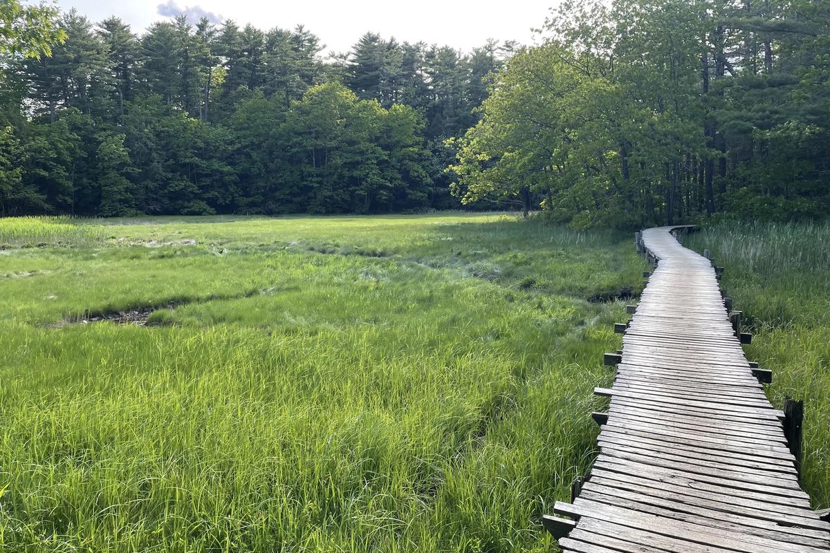 Wooden boardwalk winding through a green salt marsh toward the forest