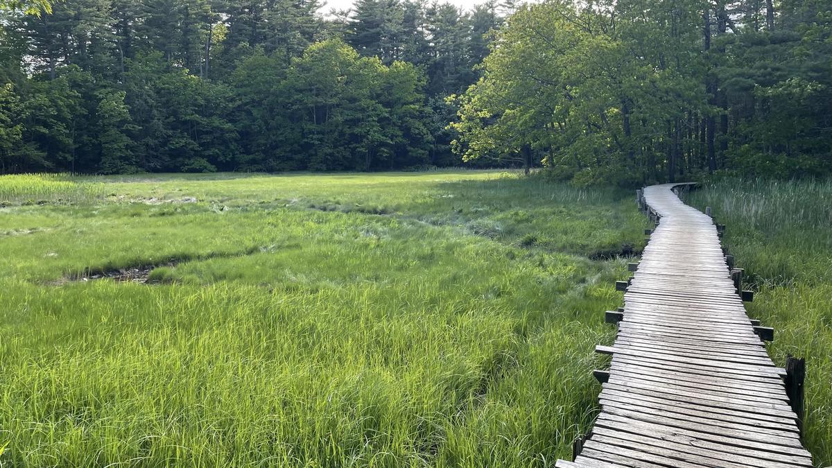 Wooden boardwalk winding through a green salt marsh toward the forest