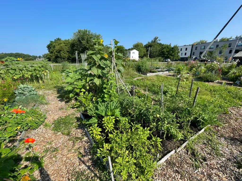 Raised vegetable beds in a community garden on a sunny day