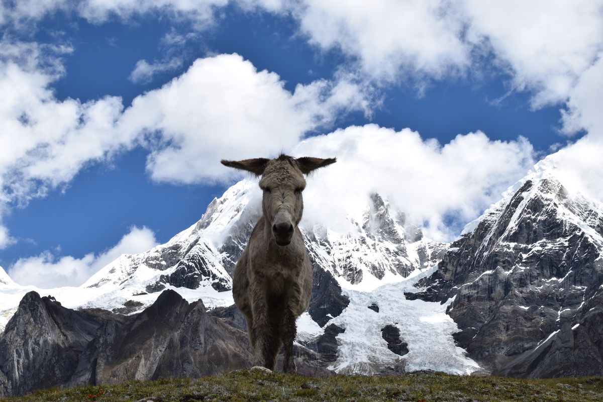 Donkey in front of snow capped mountains