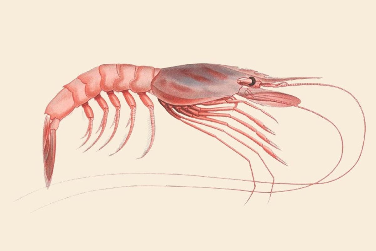 Vintage scientific illustration of a pink shrimp on a cream background