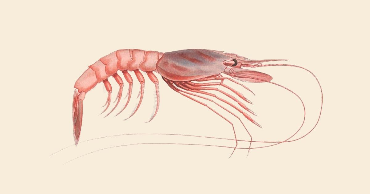 Vintage scientific illustration of a pink shrimp on a cream background