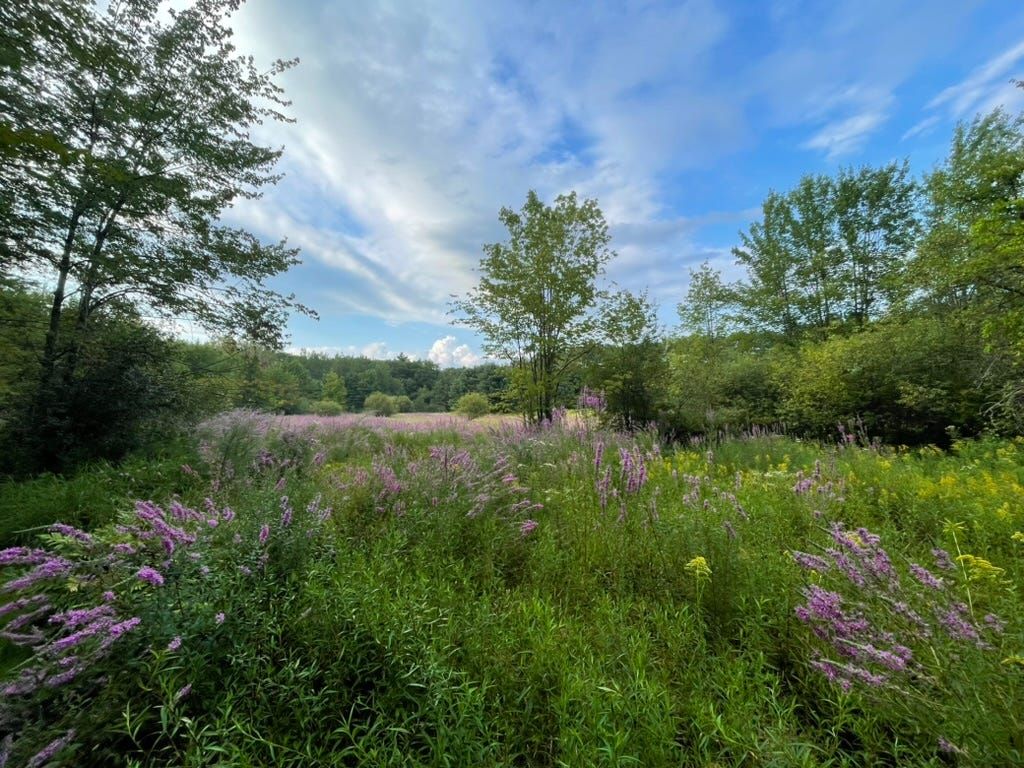 Meadow of purple wildflowers and tall grass under a partly cloudy sky