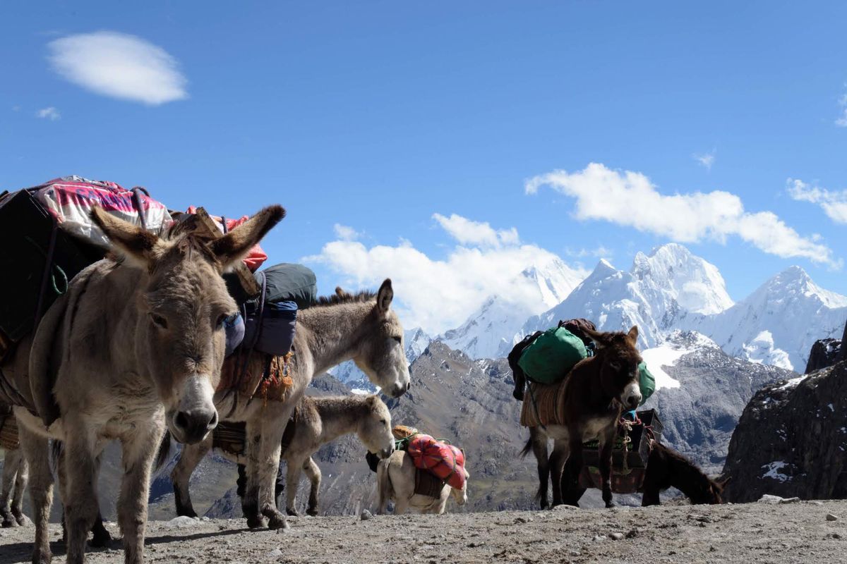 Donkeys resting while carrying supplies