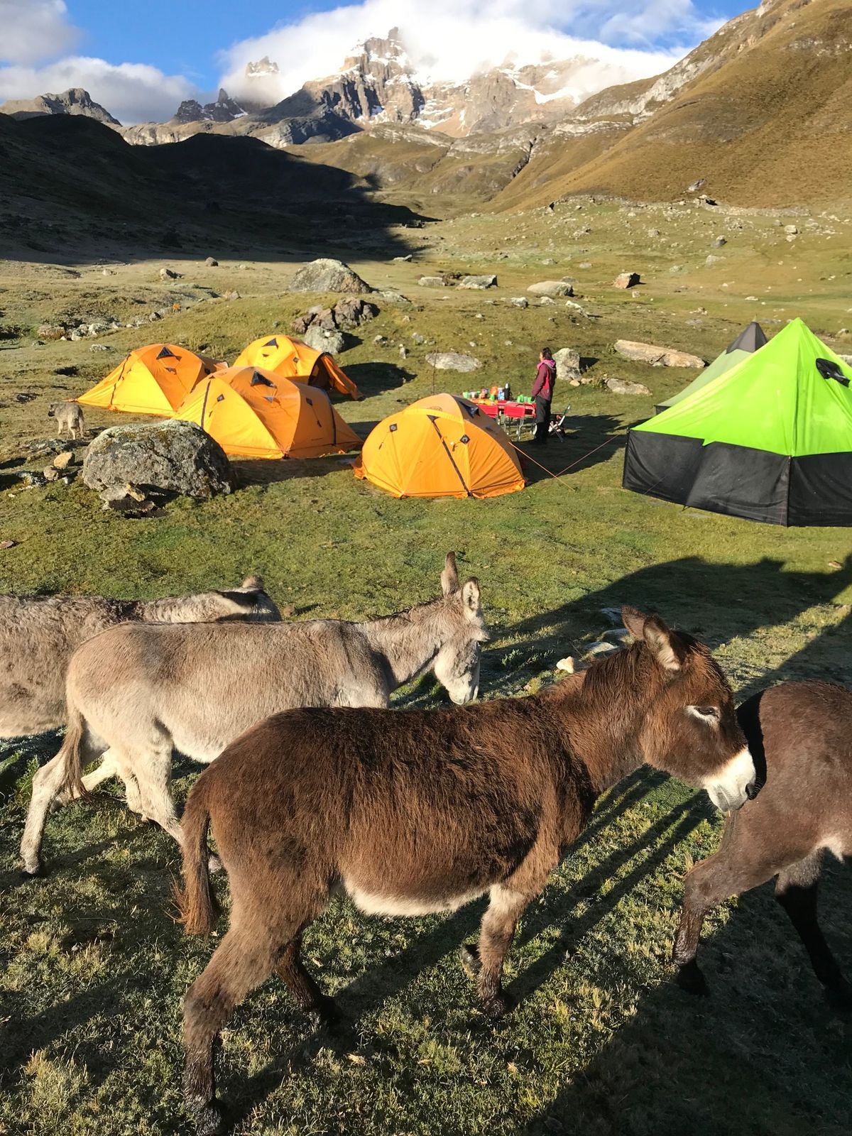 Donkeys walking through the camp site