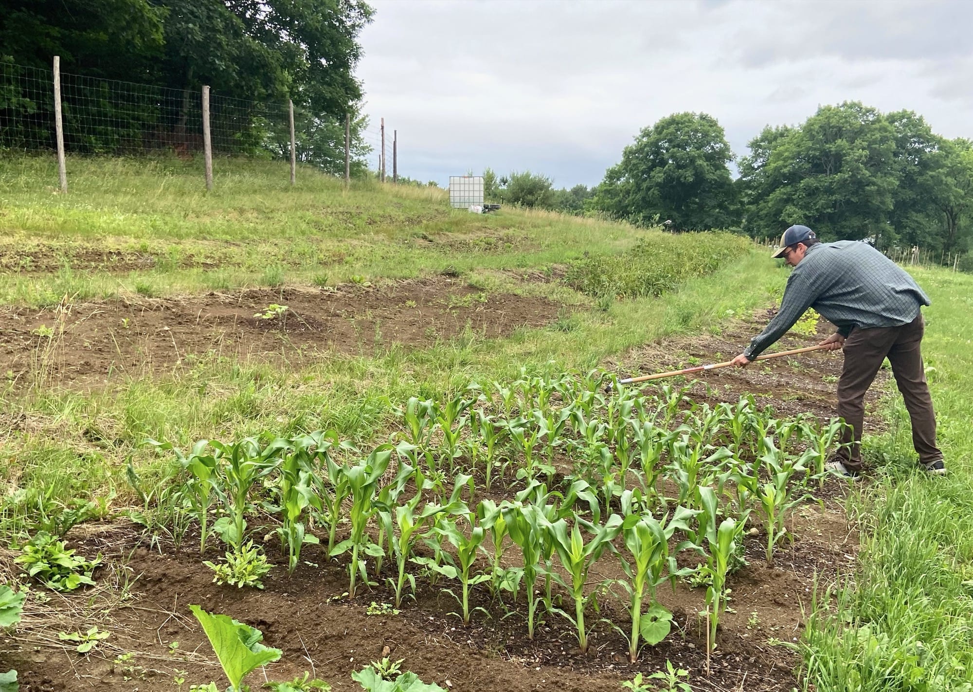 Man planting rows of young corn in a garden field