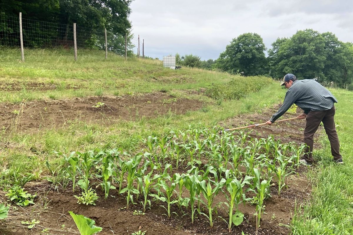 Man planting rows of young corn in a garden field