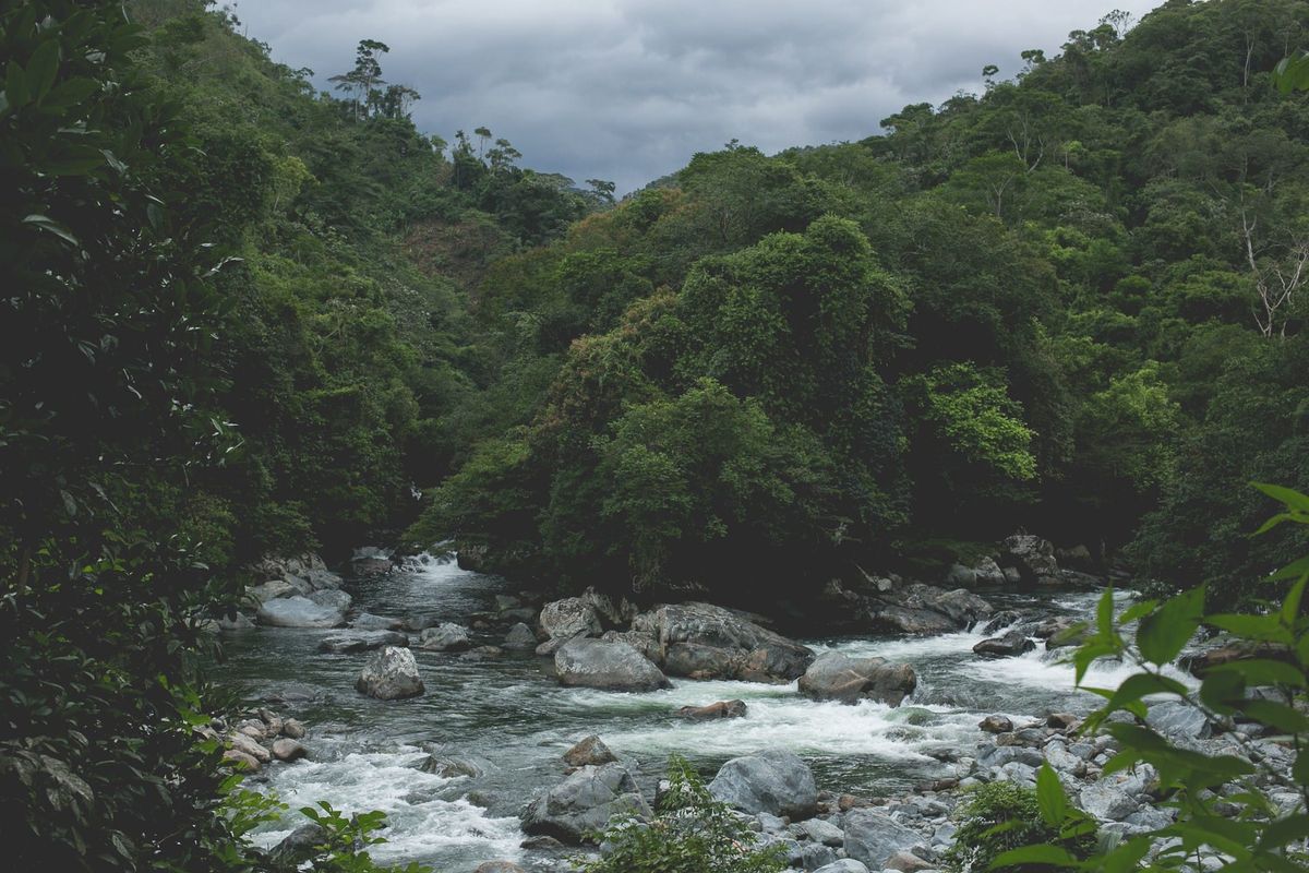 Rocky river rushing through dense green jungle