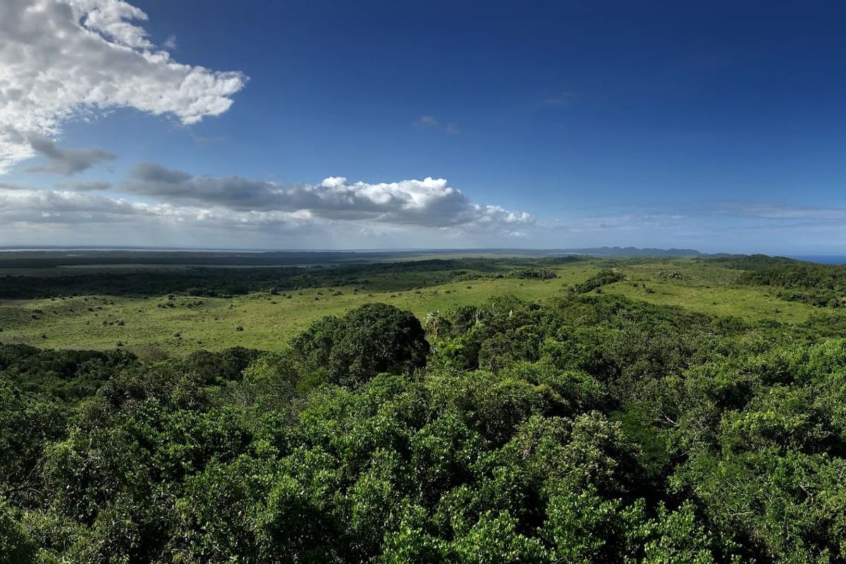 Panoramic view over a vast green forest canopy under a big sky