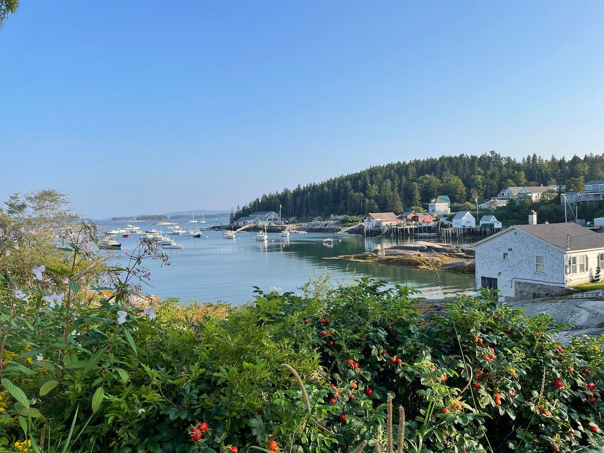 Small Maine harbor with fishing boats and white houses, seen past wild roses