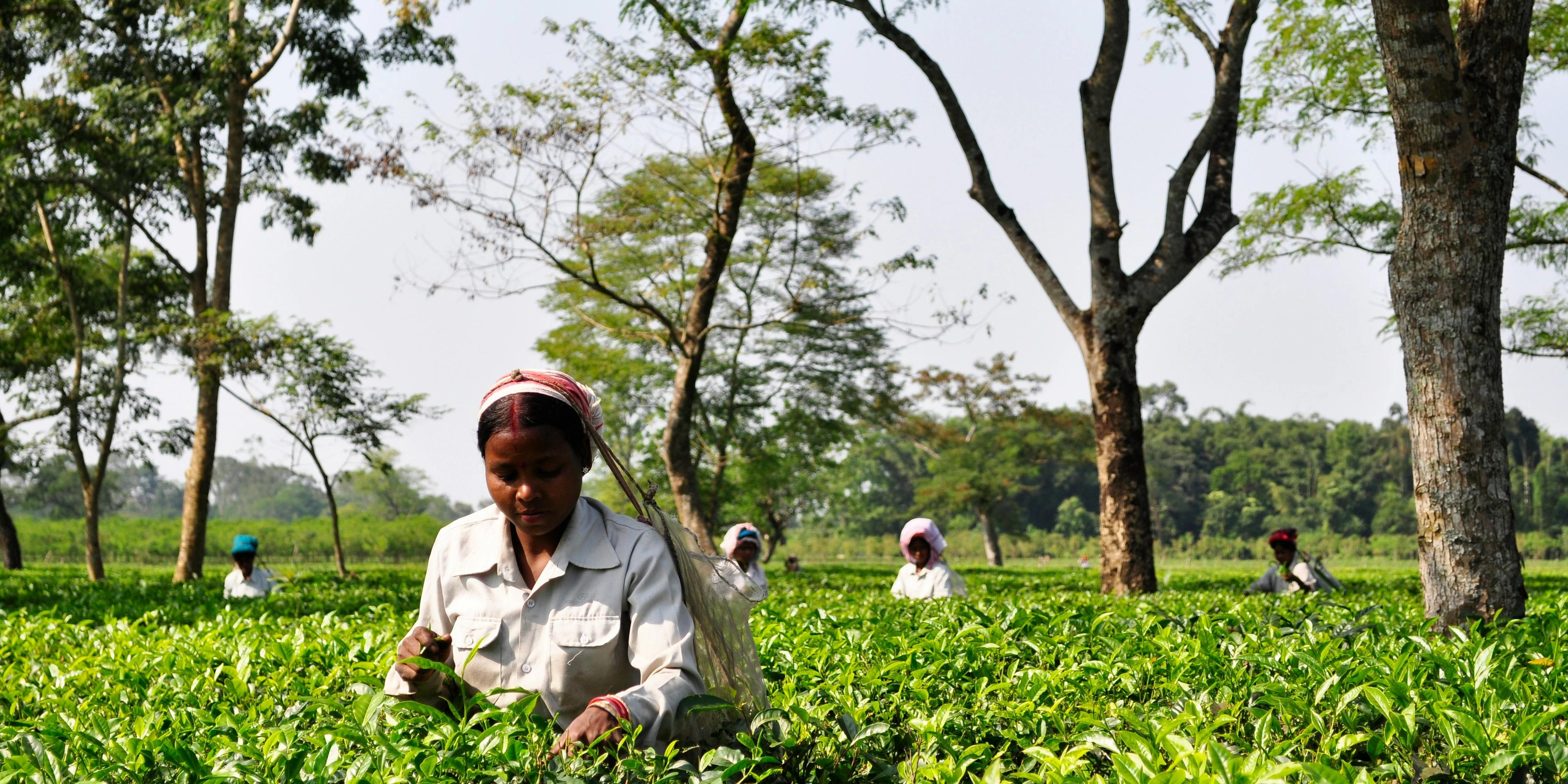 a group of women are picking tea leaves in a tea plantation .