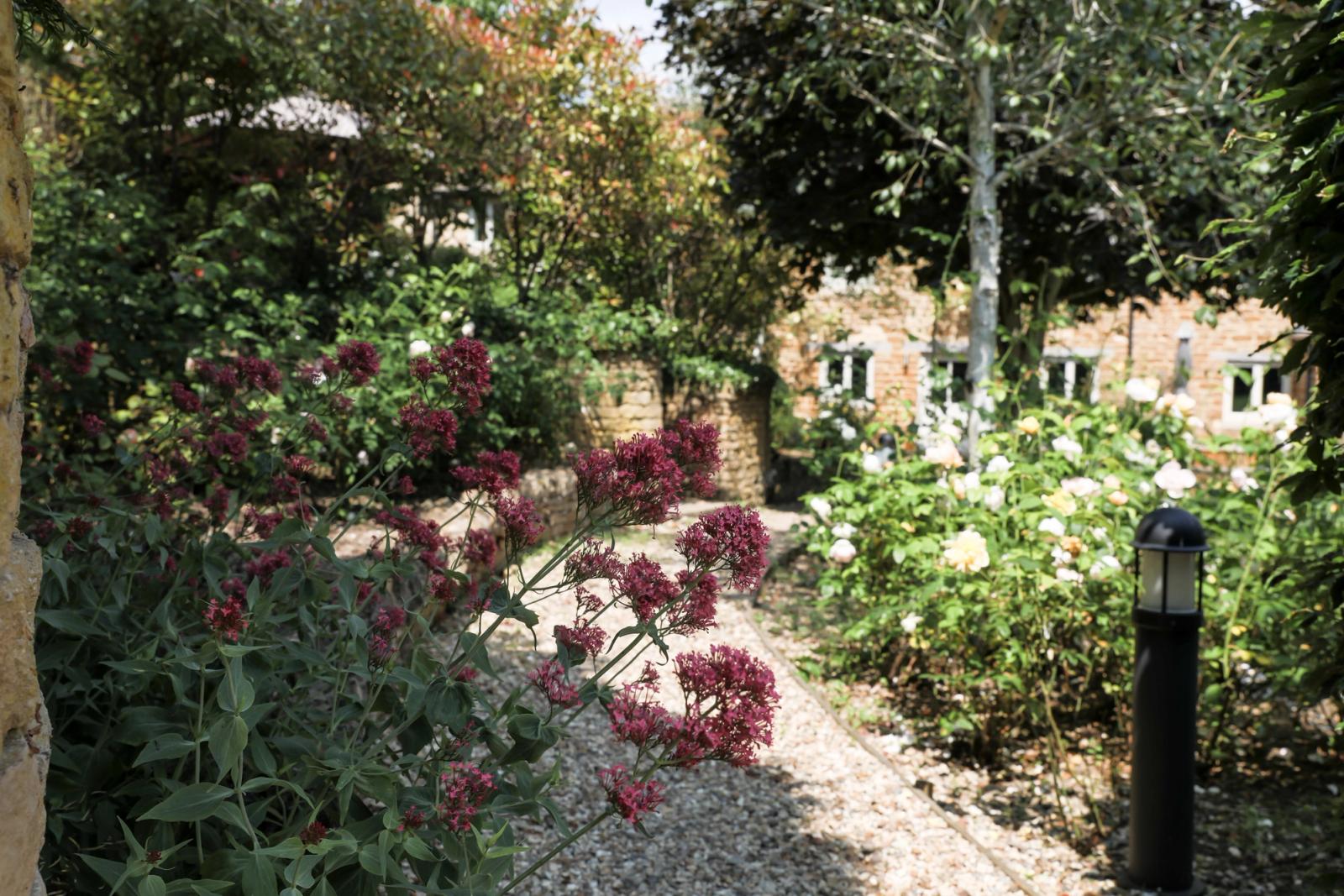 Beautiful courtyard rose garden 