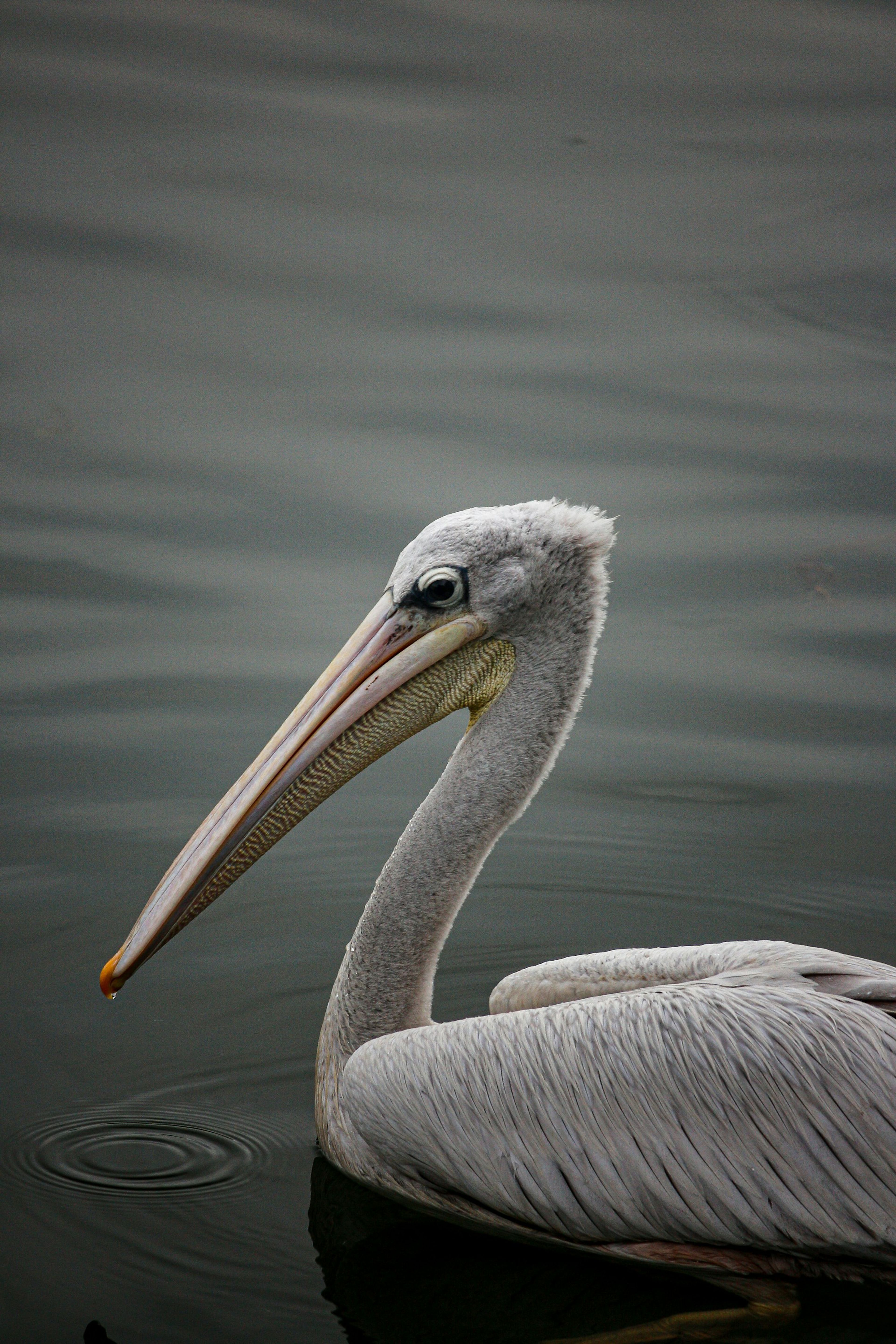 Birdwatching season opens in Kune–Vain reserve