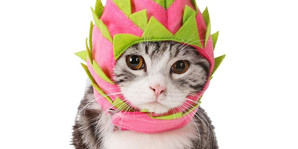 dragonfruit cat