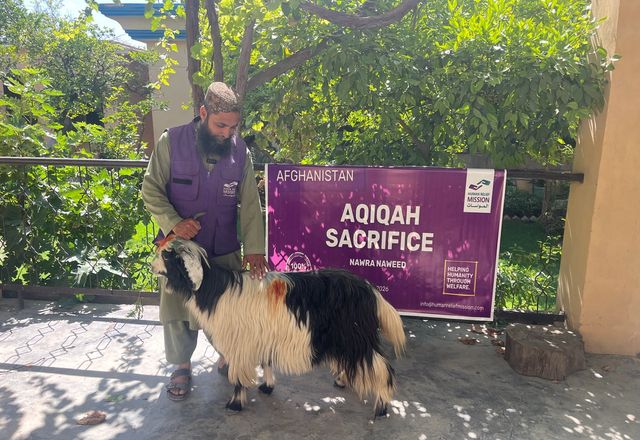 Animal in Afghanistan with HRM Charity aid Worker | Human Relief Mission